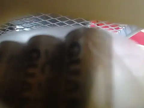 lovense test04 online show from February 2026 06:06:02 AM