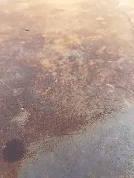 Snapshot of Black-mamba-madingo chatting on September 2025 04:01:02 PM Black-mamba-madingo online show from September 2025 04:01:02 PM