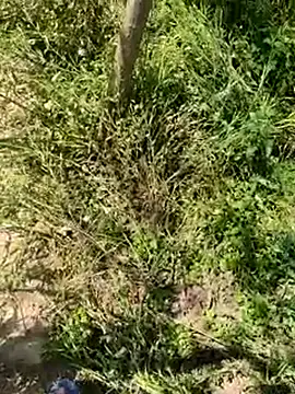 Snapshot of kalakim chatting on March 2025 07:30:02 AM kalakim online show from March 2025 07:30:02 AM