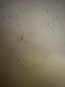 Gladiator 3 online show from February 2026 11:07:01 AM