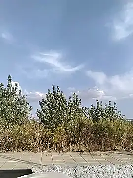 Snapshot of cuplubijoanna chatting on September 2025 04:52:01 PM cuplubijoanna online show from September 2025 04:52:01 PM