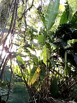 tuwegon online show from June 2026 09:38:02 PM