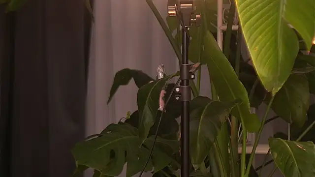 EmilyRaymont online show from October 2025 04:10:01 AM