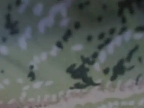 Snapshot of silky_milky chatting on October 2025 08:21:02 PM silky milky online show from October 2025 08:21:02 PM