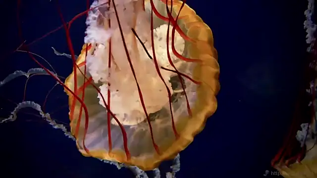 streamy test11 online show from November 2025 09:53:01 AM