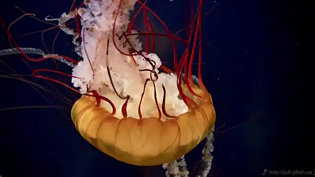 streamy test11 online show from December 2025 01:42:01 PM