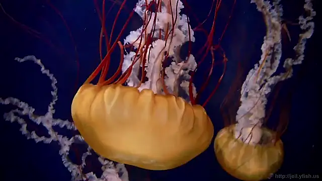 streamy test11 online show from February 2026 08:24:02 AM