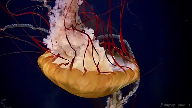 streamy test11 online show from February 2026 11:54:02 AM