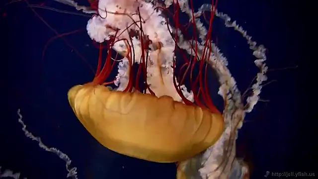 streamy test11 online show from March 2026 08:10:02 AM