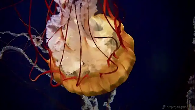 streamy test11 online show from March 2026 11:49:01 AM