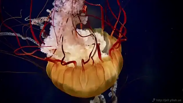 streamy test12 online show from October 2025 09:40:02 AM