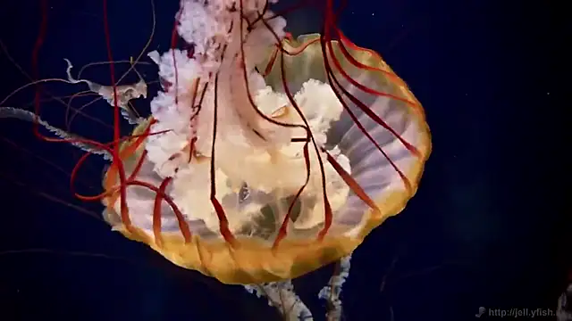 streamy test12 online show from December 2025 01:53:01 PM