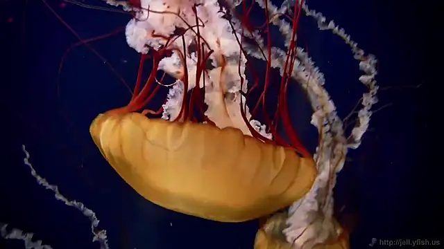 streamy test13 online show from October 2025 01:55:02 PM