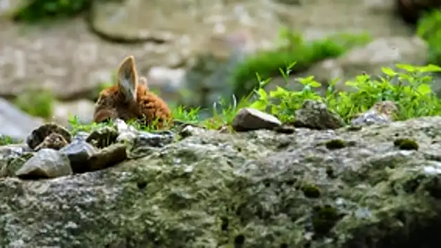 streamy test13 online show from December 2025 11:26:02 AM