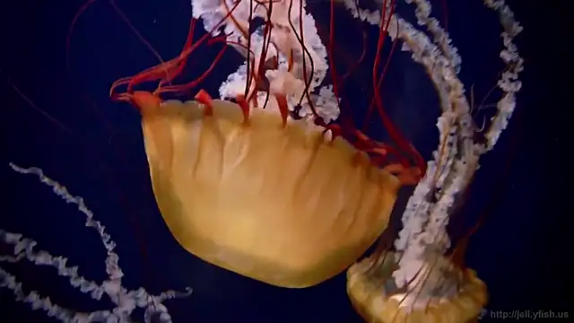 streamy test15 online show from December 2025 10:20:02 AM