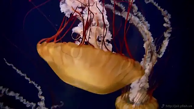 streamy test15 online show from February 2026 02:05:01 PM