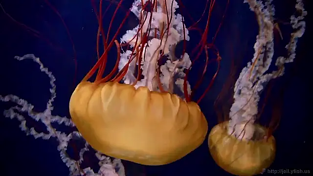 streamy test15 online show from February 2026 09:02:02 AM