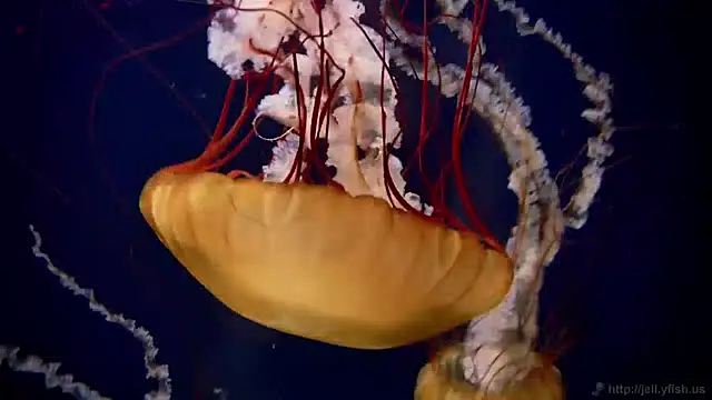 streamy test15 online show from April 2026 01:17:02 PM