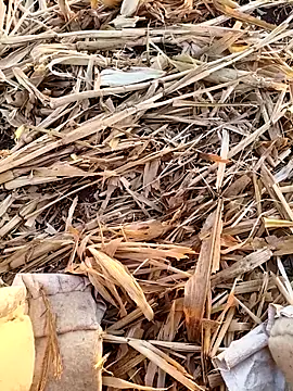 Snapshot of murokkk31 chatting on September 2025 03:18:02 AM murokkk31 online show from September 2025 03:18:02 AM