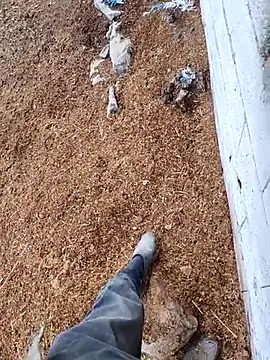 Snapshot of murokkk31 chatting on November 2025 12:45:02 PM murokkk31 online show from November 2025 12:45:02 PM