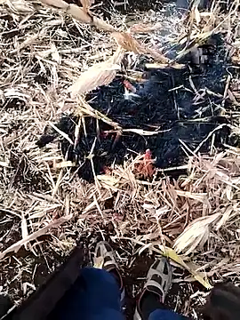 Snapshot of murokkk31 chatting on November 2025 04:03:02 AM murokkk31 online show from November 2025 04:03:02 AM