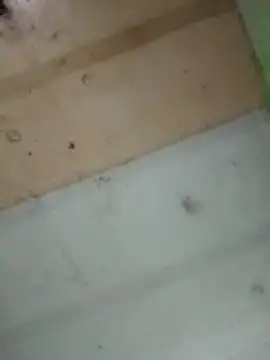 Snapshot of Alonsomadeira chatting on February 2026 11:53:02 PM Alonsomadeira online show from February 2026 11:53:02 PM