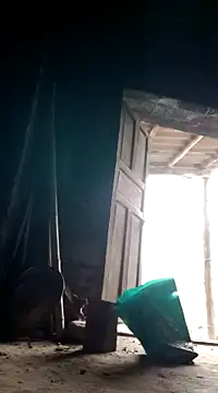 Dina wet online show from December 2024 08:20:01 AM