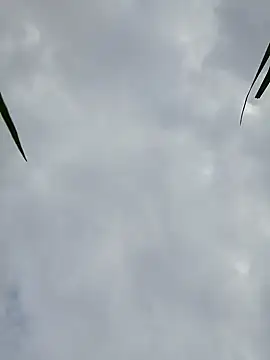 Dina wet online show from December 2024 08:44:02 AM