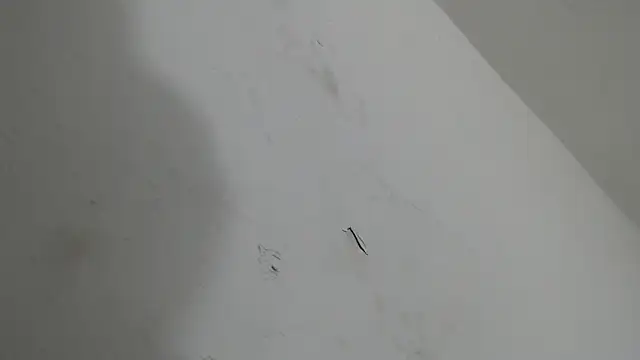 brant garciabbc online show from January 2026 06:17:01 AM