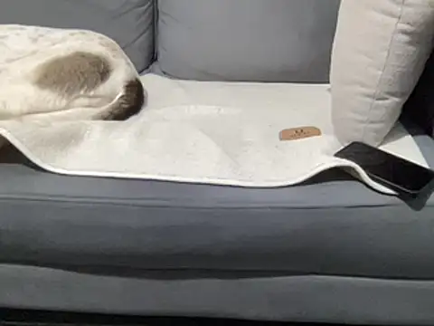 4small4inchlol online show from March 2025 11:19:01 AM