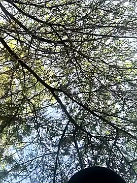 Snapshot of Abinash7732 chatting on March 2026 02:15:01 AM Abinash7732 online show from March 2026 02:15:01 AM