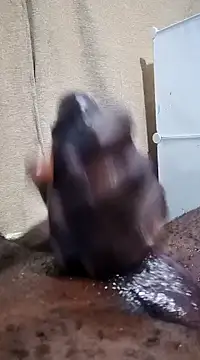 Snapshot of Dick_undisputed chatting on January 2025 12:10:01 PM Dick undisputed online show from January 2025 12:10:01 PM