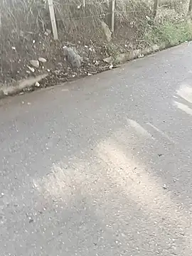 C vas  online show from December 2024 12:13:01 PM