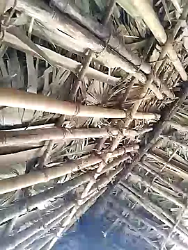 Mrveda66 online show from February 2026 06:17:01 AM