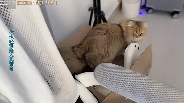 Snapshot of AnAn-520 chatting on March 2026 03:18:01 PM AnAn-520 online show from March 2026 03:18:01 PM