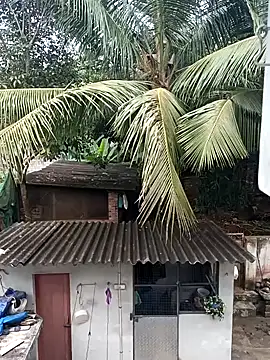 Rj   shan online show from December 2024 10:51:02 AM