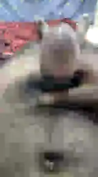 mallucallboy2104 online show from December 2024 10:06:02 AM