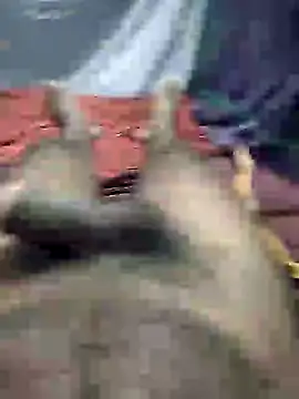 mallucallboy2104 online show from January 2025 08:32:02 PM