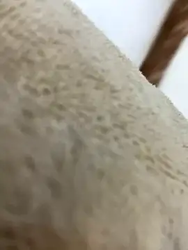 Snapshot of mjnas chatting on December 2024 08:12:01 AM mjnas online show from December 2024 08:12:01 AM