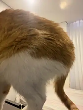 girl anni online show from October 2025 03:13:01 PM