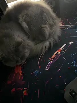 Leo-Cock online show from March 2026 09:59:01 AM