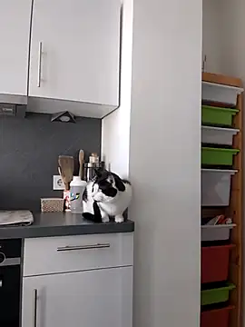 TerrasWildlife online show from March 2025 09:02:02 AM