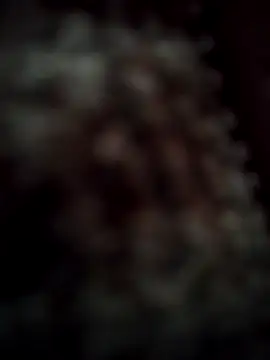 Snapshot of RODRI_POLLADURA chatting on November 2025 02:42:01 PM RODRI POLLADURA online show from November 2025 02:42:01 PM