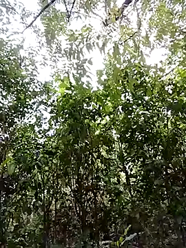 Snapshot of Pussy-Hairy-Horny chatting on February 2025 09:59:01 PM Pussy-Hairy-Horny online show from February 2025 09:59:01 PM