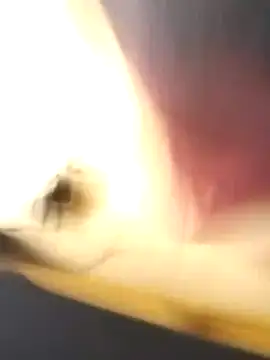 EmCyrex online show from March 2026 11:49:02 AM