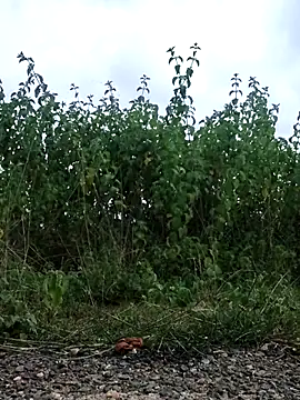 telugu-341 online show from September 2025 11:56:02 AM