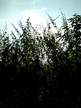 telugu-341 online show from October 2025 01:50:02 AM