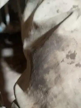 ParousFlow online show from October 2025 09:37:01 PM