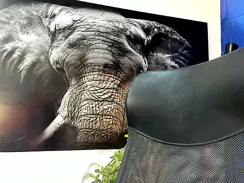 Snapshot of king_falconer chatting on November 2025 01:38:01 AM king falconer online show from November 2025 01:38:01 AM