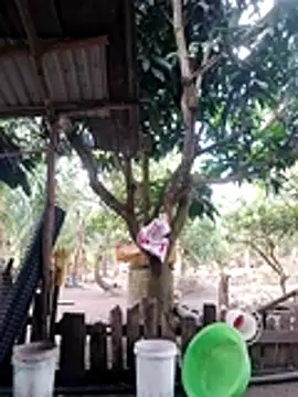 BigBoobs186 online show from October 2025 03:09:02 AM